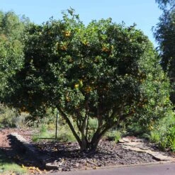 Hardy Orange Tree 'Flying Dragon' -Fast Growing Trees Shop Flying Dragon Trifoliate orange 11 FGT