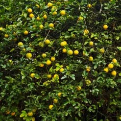 Hardy Orange Tree 'Flying Dragon' -Fast Growing Trees Shop Flying Dragon Trifoliate orange 2