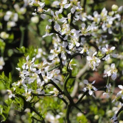 Hardy Orange Tree 'Flying Dragon' -Fast Growing Trees Shop Flying Dragon Trifoliate orange 3 FGT