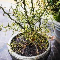 Hardy Orange Tree 'Flying Dragon' -Fast Growing Trees Shop Flying Dragon Trifoliate orange 7