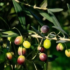 Frantoio Olive Tree -Fast Growing Trees Shop Frantoio Olive 2 BB