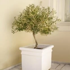Frantoio Olive Tree -Fast Growing Trees Shop Frantoio Olive FGT