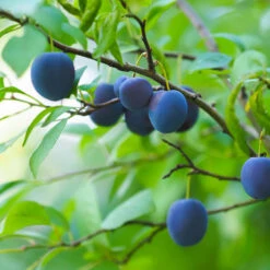 French Prune Tree 6 French Prune Tree -Fast Growing Trees Shop French Prune Plum 2
