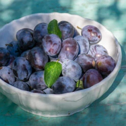 French Prune Tree 7 French Prune Tree -Fast Growing Trees Shop French Prune Plum 3