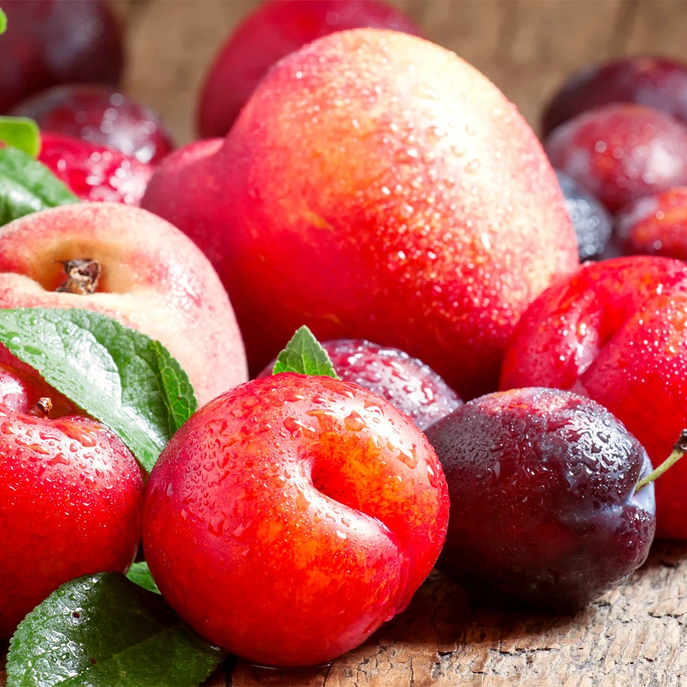 Fruit Cocktail Tree 2 Fruit Cocktail Tree - Image 2