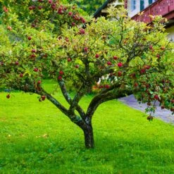 Fuji Apple Tree - USDA Organic 8 Fuji Apple Tree - USDA Organic -Fast Growing Trees Shop Fuji Apple 6