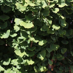 Goldspire™ Ginkgo Tree -Fast Growing Trees Shop GOldspire Ginkgo Tree 8