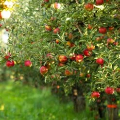 Gala Apple Tree 7 Gala Apple Tree -Fast Growing Trees Shop Gala Apple 5 66861fe1 d97c 4bc6 a7c3 ae97c3165b6a