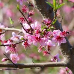 Galaxy Peach Tree -Fast Growing Trees Shop Galaxy Peach Tree 1