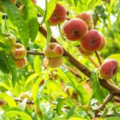Galaxy Peach Tree -Fast Growing Trees Shop Galaxy Peach Tree 3