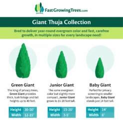 Junior Giant Thuja Tree -Fast Growing Trees Shop GiantThujaCollectionGraphic 46da212d 75c4 4b15 9d43 0f7dc11664cd
