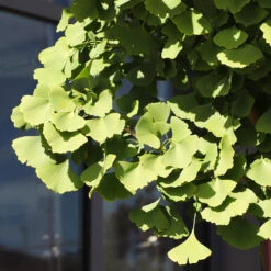 Ginkgo Tree -Fast Growing Trees Shop Ginkgo Biloba 5