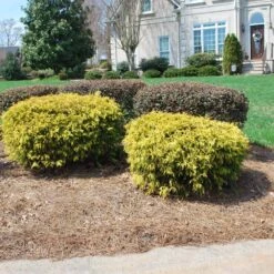 Gold Mop Cypress -Fast Growing Trees Shop Gold Mop Cypress 1 FGT