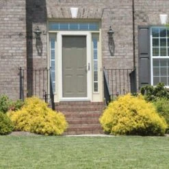 Gold Mop Cypress -Fast Growing Trees Shop Gold Mop Cypress 2 FGT