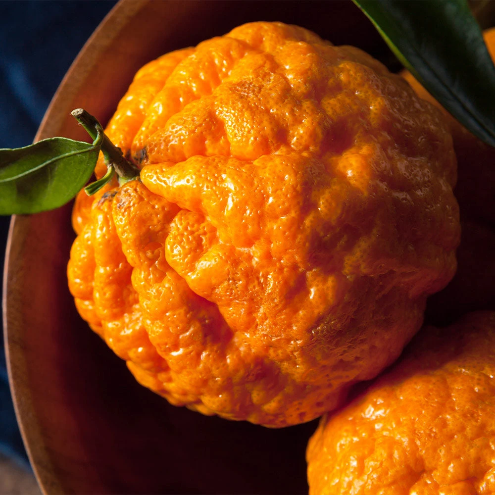 Gold Nugget Mandarin Tree 4 Gold Nugget Mandarin Tree - Image 4