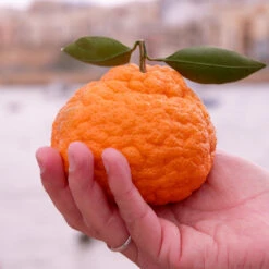 Gold Nugget Mandarin Tree 7 Gold Nugget Mandarin Tree -Fast Growing Trees Shop Gold Nugget Manderine Tree 7