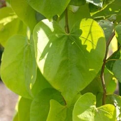 Golden Falls® Redbud Tree 7 Golden Falls® Redbud Tree -Fast Growing Trees Shop Golden Falls Redbud 2