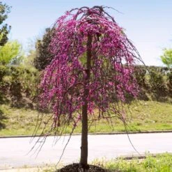 Golden Falls® Redbud Tree 9 Golden Falls® Redbud Tree -Fast Growing Trees Shop Golden Falls Redbud 4