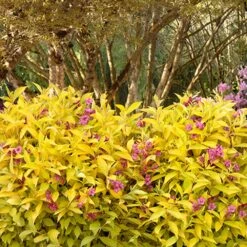 Golden Jackpot® Weigela Shrub -Fast Growing Trees Shop Golden jackpot Weigela 3