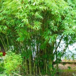 Graceful Bamboo -Fast Growing Trees Shop Graceful Bamboo 1