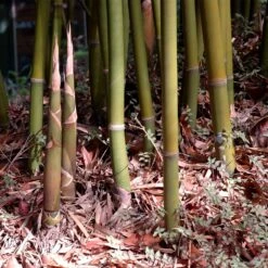 Graceful Bamboo -Fast Growing Trees Shop Graceful Bamboo 3 FGT