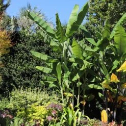 Grand Nain 'Naine' Banana Tree -Fast Growing Trees Shop Grand Naine Nain Banana 7 FGT