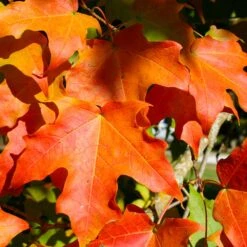 Green Mountain Sugar Maple Tree 8 Green Mountain Sugar Maple Tree -Fast Growing Trees Shop Green Mountain Sugar Maple 2