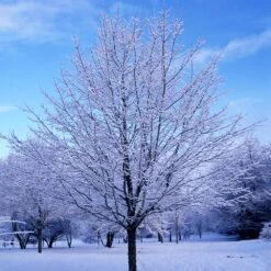 Green Mountain Sugar Maple Tree 11 Green Mountain Sugar Maple Tree -Fast Growing Trees Shop Green Mountain Sugar Maple 5