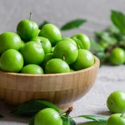 Green Gage Plum 9 Green Gage Plum -Fast Growing Trees Shop Green Gage Plum 2