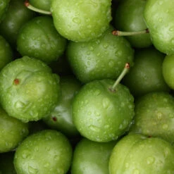 Green Gage Plum 7 Green Gage Plum -Fast Growing Trees Shop Green Gage Plum 4