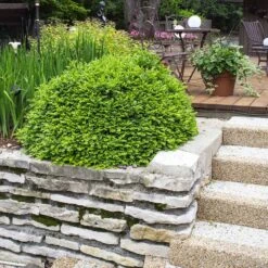 Green Velvet Boxwood Shrub -Fast Growing Trees Shop Green Velvet Boxwood 4 FGT