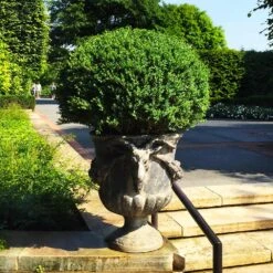 Green Velvet Boxwood Shrub -Fast Growing Trees Shop Green Velvet Boxwood 5
