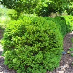 Green Velvet Boxwood Shrub -Fast Growing Trees Shop Green Velvet Boxwood 7