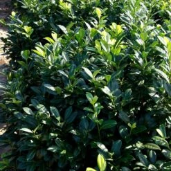 Greenfinity Cherry Laurel -Fast Growing Trees Shop Greenfinity Laurel 2