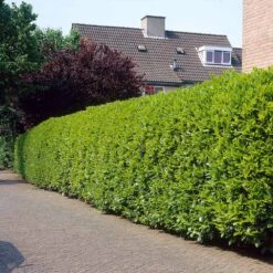 Greenfinity Cherry Laurel -Fast Growing Trees Shop Greenfinity Laurel 3 FGT
