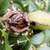 Hardy Pecan