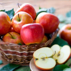 Fuji & Haralson Twisted Apple Tree -Fast Growing Trees Shop Harelson