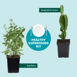 Goji Berry 11 Goji Berry -Fast Growing Trees Shop Healthy Superfoods Kit Graphic ceafb56f 8262 49e7 9792 ea28ea2e548e