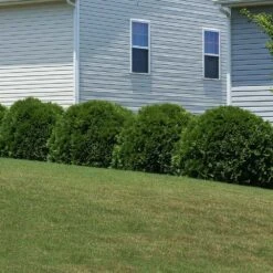 Hetz Midget Thuja Shrub -Fast Growing Trees Shop Hetz Midget Thuja 6