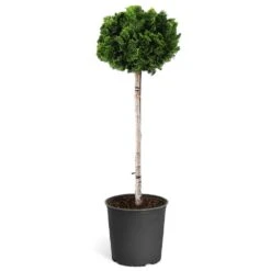 Dwarf Hinoki Cypress Tree 11 Dwarf Hinoki Cypress Tree -Fast Growing Trees Shop Hinoki Cypress Standard 1