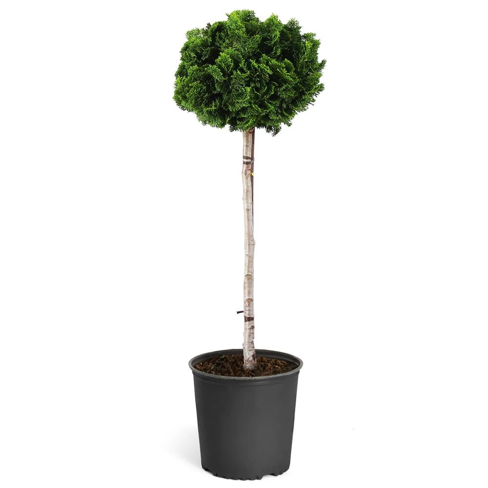 Dwarf Hinoki Cypress Tree 6 Dwarf Hinoki Cypress Tree - Image 6