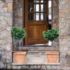 Dwarf Hinoki Cypress Tree 9 Dwarf Hinoki Cypress Tree -Fast Growing Trees Shop Hinoki Cypress Standard 2 6bc85b90 3eec 439f 92d1 ae3e8dfe164a