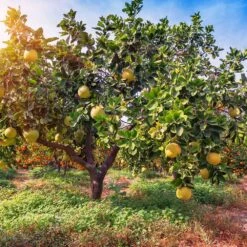 Hirado Pummelo Tree -Fast Growing Trees Shop Hirado Pummelo 1