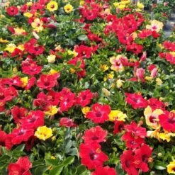 Bloom Bash® Hollywood® Hibiscus -Fast Growing Trees Shop Hollywood Hibiscu BLoom Bash 5