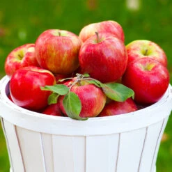 Apple Pollinator Pack 7 Apple Pollinator Pack -Fast Growing Trees Shop Honeycrisp Apple 1 BB