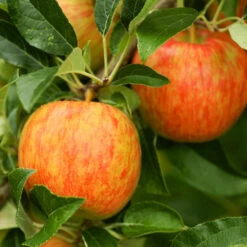 Honeycrisp™ & Cortland Twisted Apple Tree -Fast Growing Trees Shop Honeycrisp Apple 1 FGT b4d7a1c1 1acb 4110 bf40 3d2f68cb3e7f