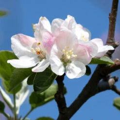 Apple Pollinator Pack 9 Apple Pollinator Pack -Fast Growing Trees Shop Honeycrisp Apple 2 BB