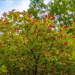 Hot Wings® Maple Tree -Fast Growing Trees Shop Hot Wings Tartarian Maple 3