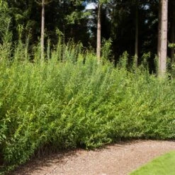 Willow Hybrid Tree -Fast Growing Trees Shop Hybrid Willow 1