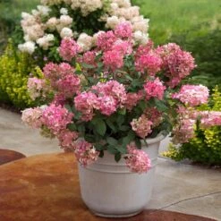 Fire Light® Hydrangea Shrub 6 Fire Light® Hydrangea Shrub -Fast Growing Trees Shop Hydrangea FIrelight 6